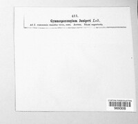 Gymnosporangium clavariiforme image